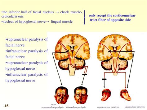 Chapter 19 The Conductive Pathway Of Nervous System Ppt Download