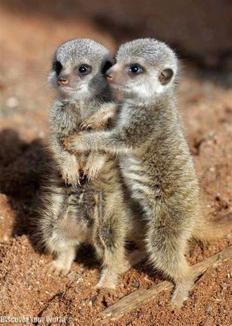 Baby Meerkats gorgeous | Meerkats | Pinterest | Babies