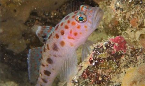 Ils peuplent la mer de la Manche 4 7 Des poissons de toutes sortes à