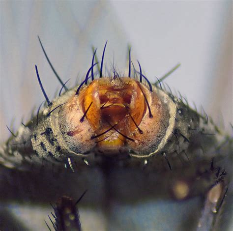 Ravinia Pernix Female Terminalia Kenfig Dunes Glamorgan Flickr