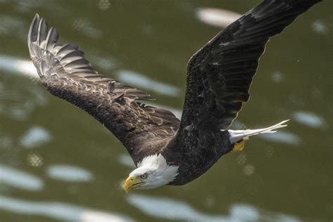 Hays male bald eagle over the Mon. Photograph by Robert Bevan - Fine