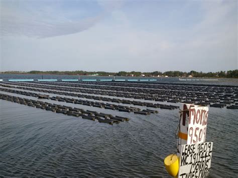 Shellfish Nc State Extension