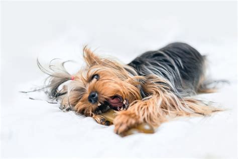 14 Tips To Feed Your Yorkie If They Have Dental Problems Yorkie Universe