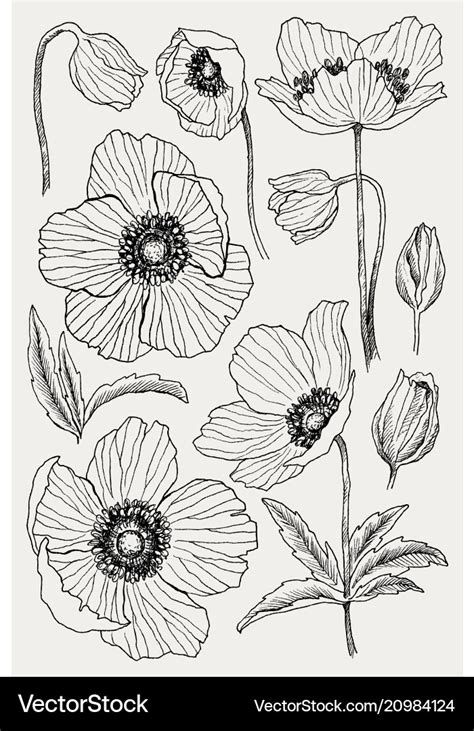 Anemone Flower Drawing Set Isolated Wild Vector Image