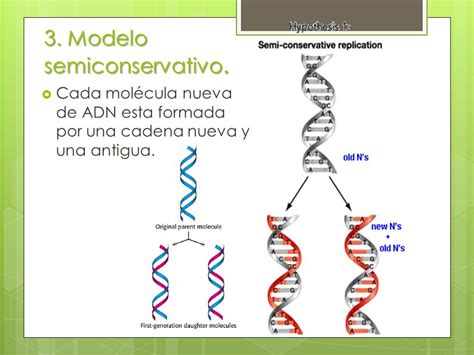 Arriba Imagen Modelo Semiconservativo Del Adn Abzlocal Mx