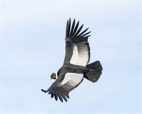 Descubren Cómo El Corpulento Cóndor Andino Logra Volar Más De 170