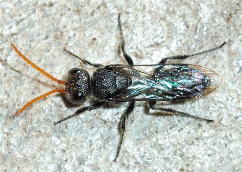 Yellow Antenna Flower Wasp Anthobosca Sp