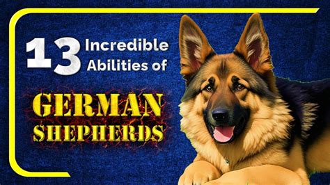 German Shepherds The Super Dogs With 13 Amazing Abilities Youtube