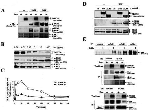 Muc20 Attenuates Hgf Induced Erk1 2 Phosphorylation A Attenuation Of