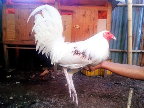 Ayam Filipina White Kelso