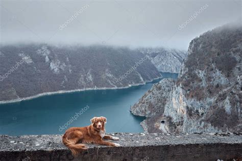 Perro rojo en el fondo del río con agua esmeralda en la niebla Nova