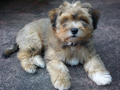 Morkie Greatdogsite