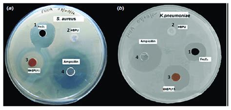 Inhibition Zone Showing The Antibacterial Activity Against Of S Aureus