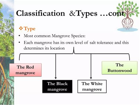 Mangrove | PPT