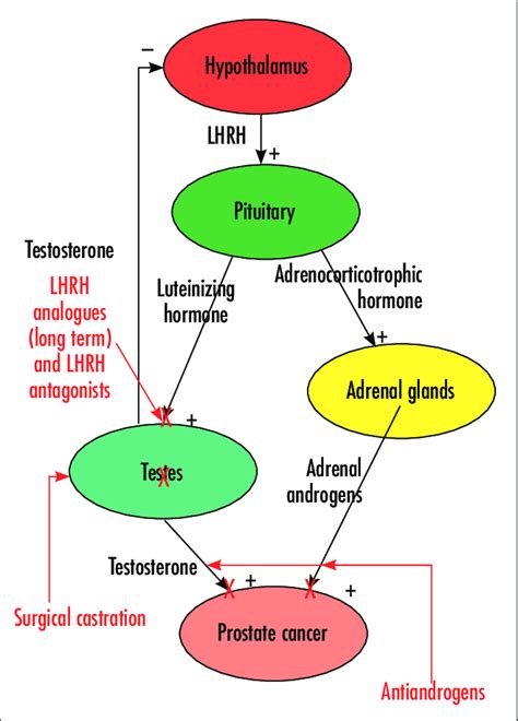 Androgen hormones - kasapnordic