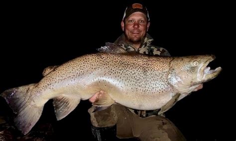 Giant Brown Trout