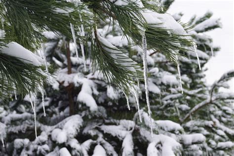 Pinus Nigra Zwarte Den Bloemenpark Appeltern