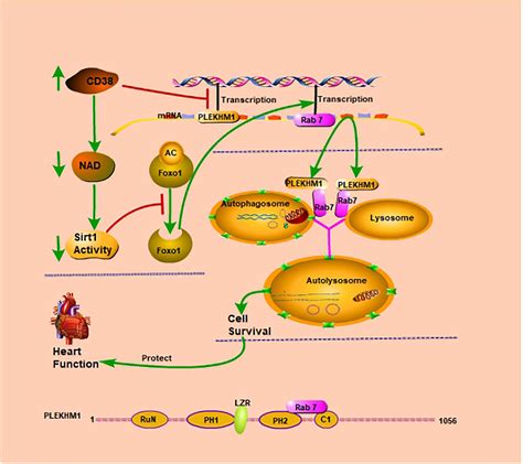 Frontiers Cd Causes Autophagic Flux Inhibition And Cardiac