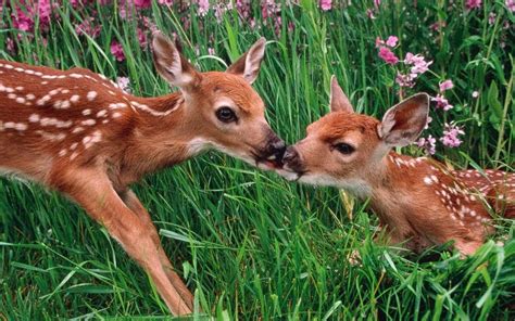 Two Fawns Kissing Image Abyss