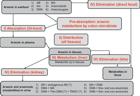 Illustration Of The Absorption Distribution Metabolism And