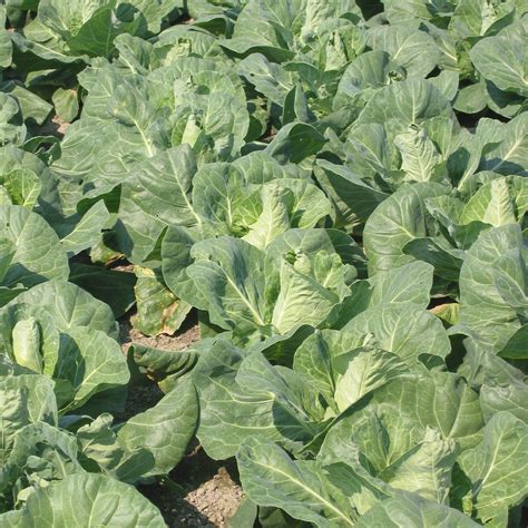 Cabbage Regency F1 Kings Seeds Direct