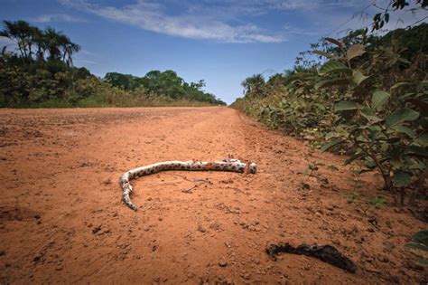 Estradas Clandestinas Impulsionam Desmatamento Na Amaz Nia