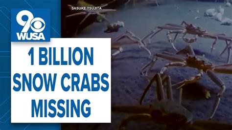 Alaska Cancels Snow Crab Season For First Time As 1 Billion Crabs Go