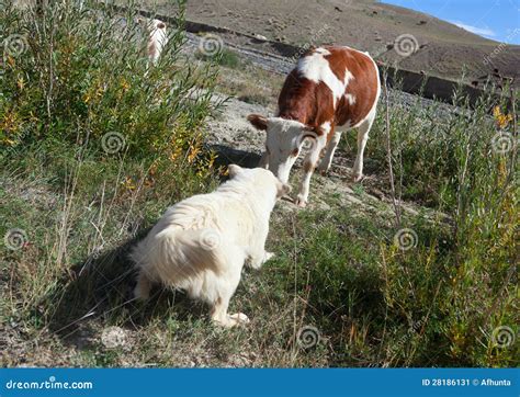 Sheepdog Puppies Stock Image Image Of Rural Animal 28186131