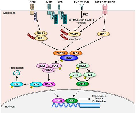 Ijms Free Full Text Post Translational Modifications Of The Tak1