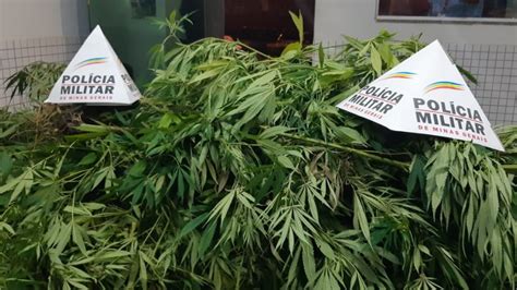 Polícia encontra plantação de maconha em MG