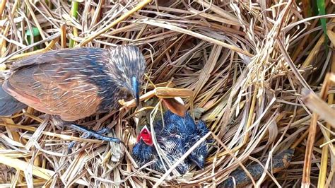 Burung Bubut Brontok Sumatra Gencar Mberi Makan Belalang Anaknya Youtube