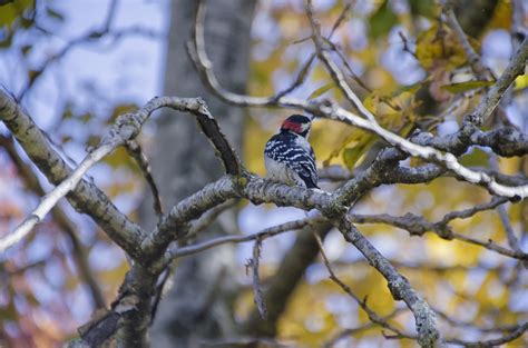 Banco De Imagens árvore Natureza Ramo Inverno Pássaro Folha