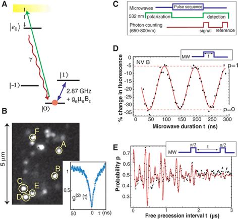 Coherent Dynamics Of Coupled Electron And Nuclear Spin Qubits In