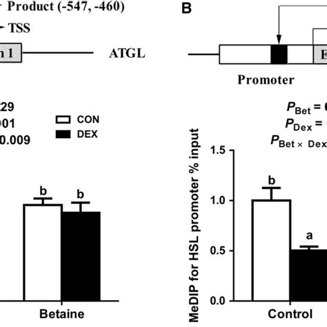 Dna Methylation Status On The Promoter Of Atgl And Hsl Genes A Dna