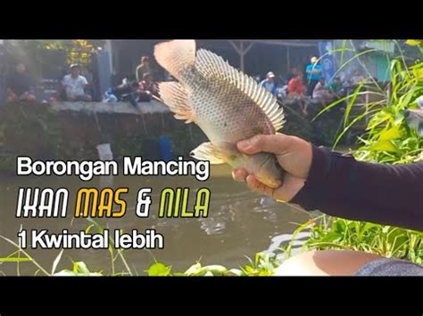 Borongan Ikan Mas Nila Kwintal Lebih Youtube