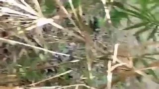 Hong Kong Beach Sex XHamster