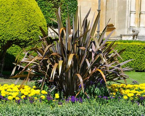 Phormium Cookianum Gardensonline