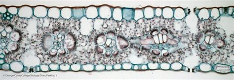 Monocot Leaf Cross Section