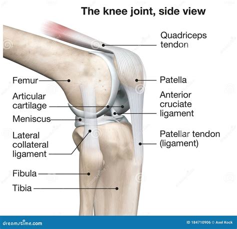 Knee Joint Anatomy Side View Medical 3D Illustration Stock