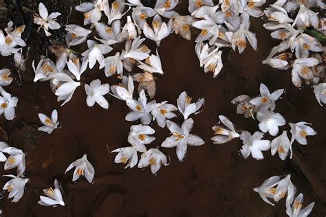 ツアー報告 新緑の芦生の森、春日の森 美しき日本の旅｜日本の絶景案内人ネイチャー＆フォトガイド 上鶴篤史｜西遊旅行