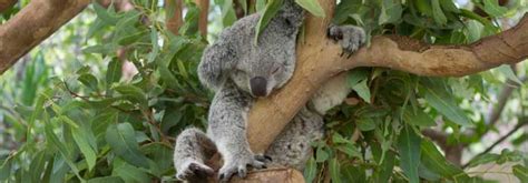 Magnetic Island Wildlife: Getting Cuddly with Koalas