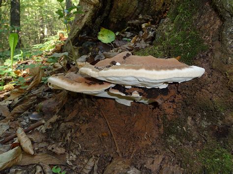 Ganoderma Applanatum Wikipedia