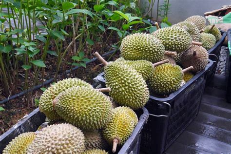 This Durian Workshop Will Teach You How To Pick The Best Durians