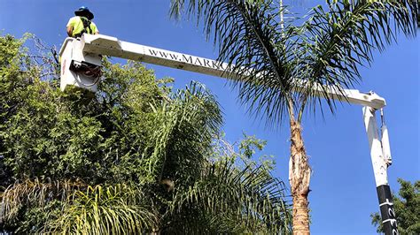 Santa Barbara Tree Services And Arborist Services Mark Cranes Tree Inc