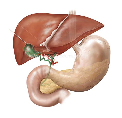 Anatomy of the Liver, Gallbladder, Stomach, Pancreas – Medical Stock ...