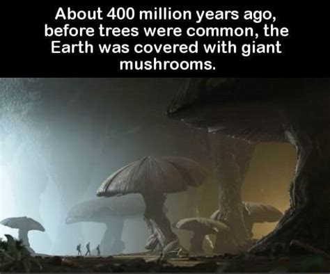 About 400 Million Years Ago Before Trees Were Common The Earth Was