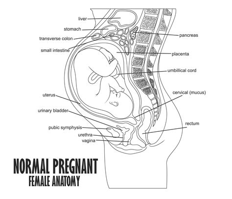 Normal Pregnant Female Anatomy Vector Illustration 24393161 Vector Art