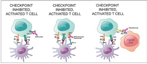 Immunotherapy And Checkpoint Inhibitors A Primer For The Interventional Radiologist