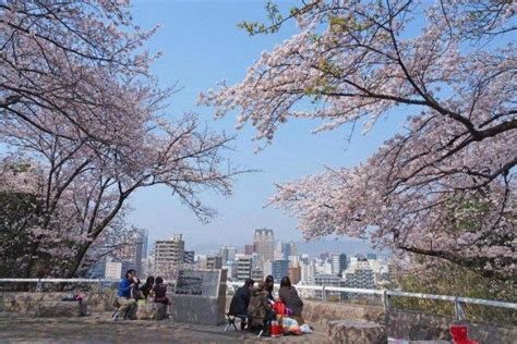 6 Best Places to See Cherry Blossom in Hiroshima | Kyuhoshi | Places to ...