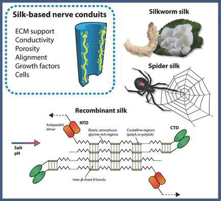 Bioactive Silk Based Nerve Guidance Conduits For Augmenting Peripheral